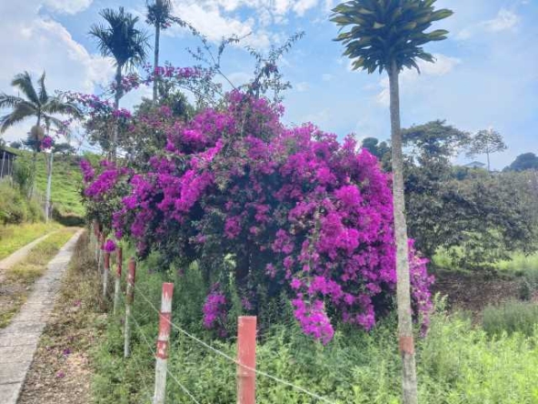 venta finca santa rosa de cabal (6)