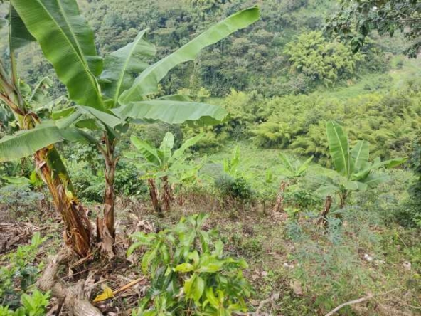 venta finca santa rosa de cabal (7)