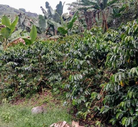 venta finca el lembo santa rosa de cabal (1)