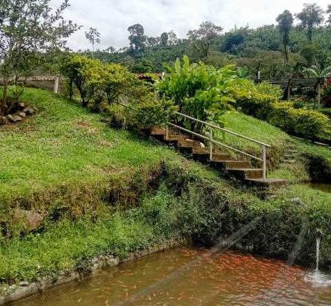 venta finca el lembo santa rosa de cabal (5)