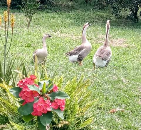 venta finca el lembo santa rosa de cabal (7)